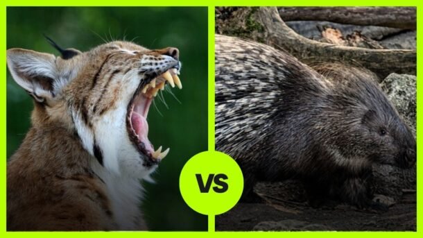 bobcat vs porcupine