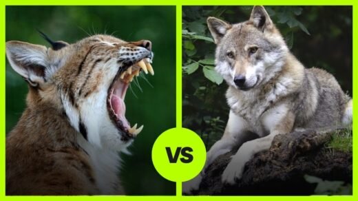 bobcat vs wolf