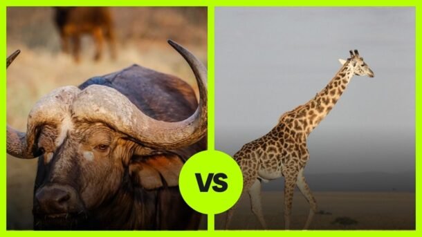 buffalo vs giraffe