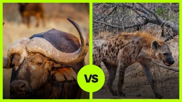 buffalo vs spotted hyena