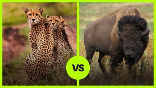 cheetah vs Bison