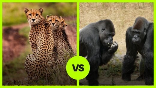 cheetah vs gorilla