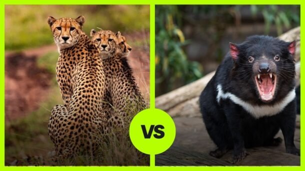 cheetah vs Tasmanian devil
