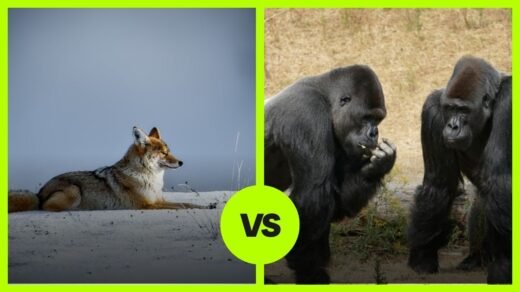 coyote vs gorilla