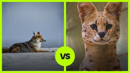 coyote vs serval