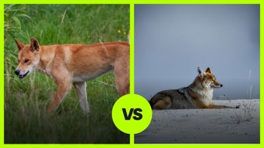 dingo vs coyote