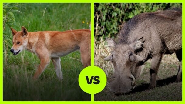 dingo vs wild boar