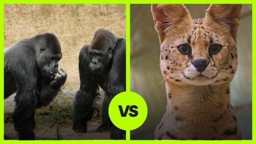 gorilla vs serval