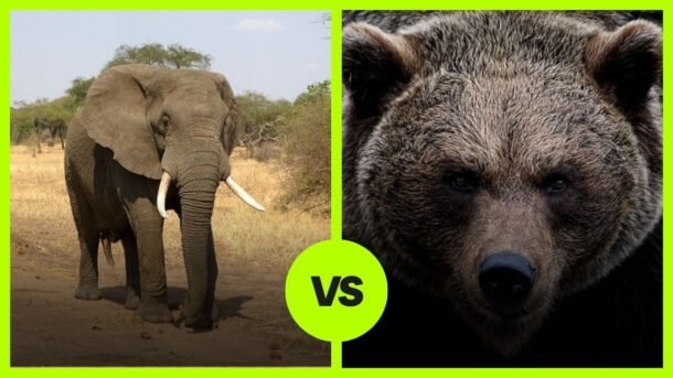 grizzly vs elephant