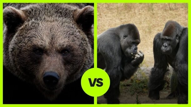grizzly bear vs Gorilla