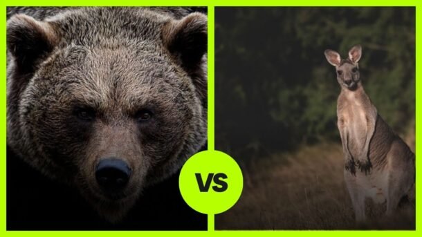 grizzly bear vs Kangaroo