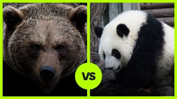 grizzly bear vs Panda