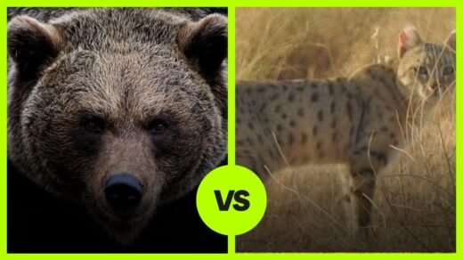 grizzly bear vs wildcat