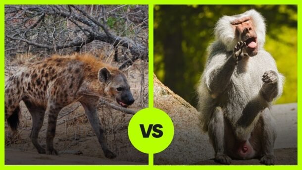 hyena vs baboon