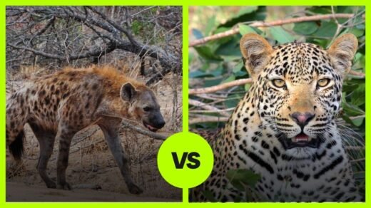 hyena vs leopard