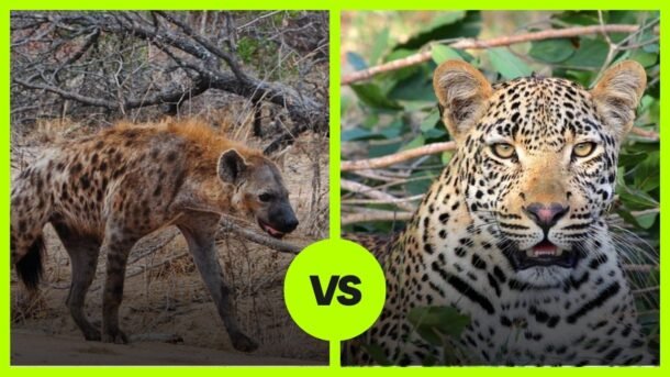 hyena vs leopard