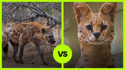 hyena vs serval