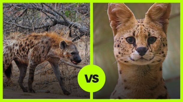 hyena vs serval