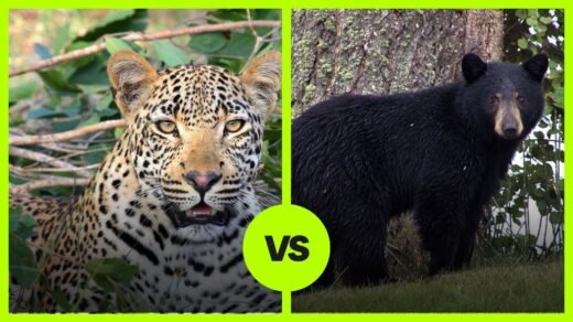 leopard vs black bear