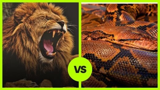 lion vs python