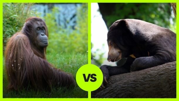 orangutan vs sun bear