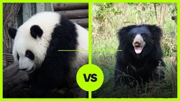 panda vs sloth bear