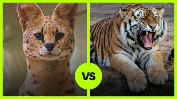 serval vs tiger