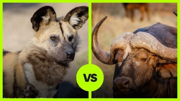 wild dog vs buffalo