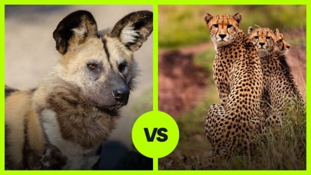 cheetah vs wild dog